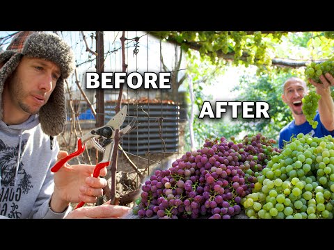 How to Prune Grapes for Trellis and Arbor, Spur Prune and Cane Prune