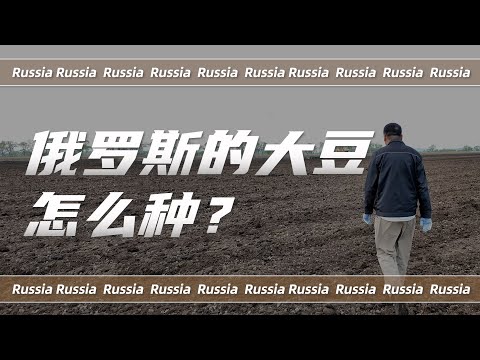 俄罗斯的大豆，到底是怎么种的？