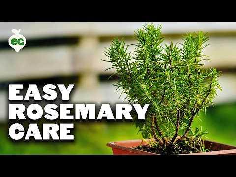 Growing Rosemary is SO Easy, You'll Have to Try To Kill It