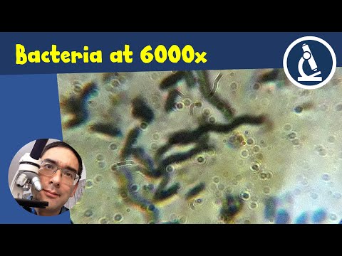 🔬 How to upgrade your microscope to get a 6000x magnification | Amateur Microscopy