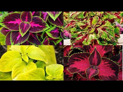 Как формировать Колеус зимой. Обрезка, прищипка для пышного куста. Уход после пикировки.