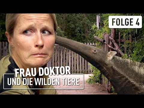 Ameisenbär mit Flausen im Kopf | Frau Doktor & die wilden Tiere | (4/4)