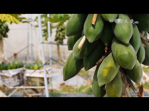 【農夫與他的田】20150615 - 大內高手木瓜