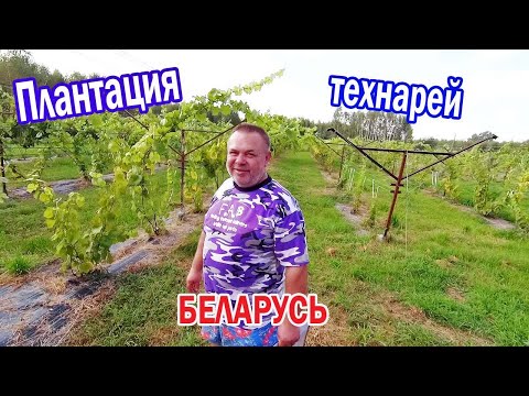 🔴🔴 Huge Vineyard with technical grape varieties. Grapes of Belarus.
