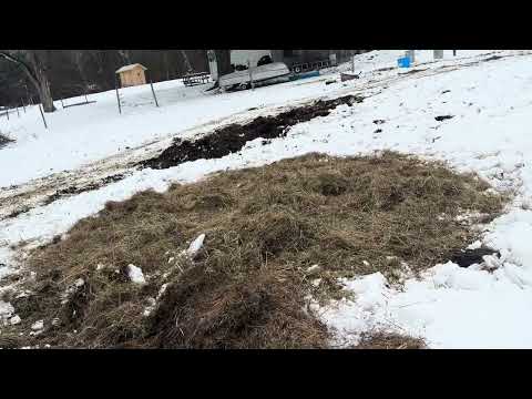 Small scale bale grazing in the winter to regenerate the pasture. 