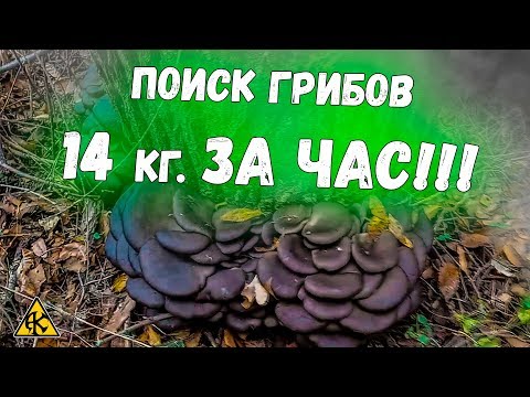 За час нашли 14 кг. грибов вешенки! В посадке.
