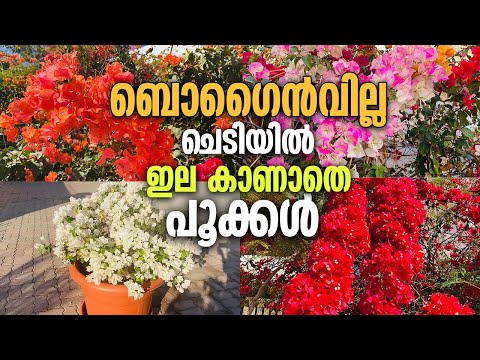 ബോഗൻവില്ല ചെടിയിൽ ഇല കാണാതെ പൂക്കൾ നിറയാൻ ഇപ്പോൾ ചെയേണ്ടത് |വേനൽക്കാലപരിചരണം /bougainvillea updation