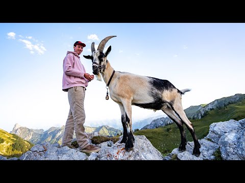 Hiking with goats in the Swiss Mountains