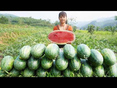 Harvesting Watermelon Goes To Countryside Market Sell || Phương - Free Bushcraft