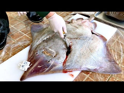 11kg giant skate fish cutting show, 40 years of master’s amazing skill / Korean street food