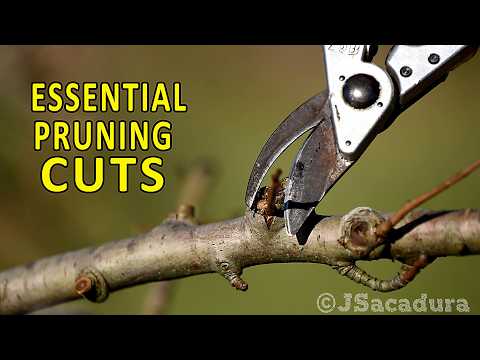 HEADING and THINNING | How to PRUNE your FRUIT TREES