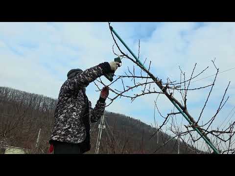 고수분이 알려주는 신비복숭아 전지교육.신비복숭아5키로 1박스 경매가 10만원이상  신비복숭아 전지교육12월26일 금요일 상담전화:010-3545-6514.