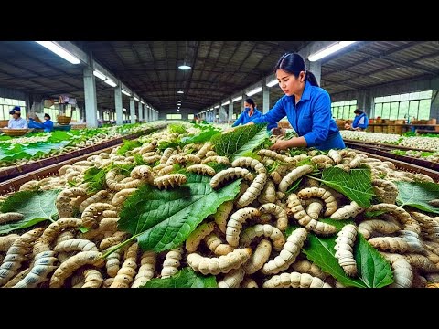 Inside the Traditional Silk Workshop – How Silkworm Cocoons Become Luxury Fabric | Complete Process