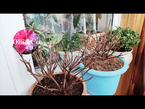 АЗАЛИИ СБРОСИЛИ ЛИСТЬЯ, ОСЫПАЛИСЬ. ВЫБРОСИТЬ или ЕСТЬ ШАНС на СПАСЕНИЕ... ЯНВАРЬ 2022