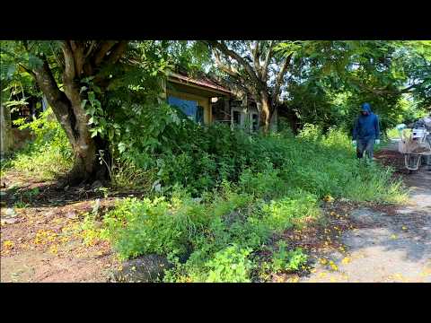 Satisfying transformation of two adjacent abandoned houses - Clearing overgrown front yard