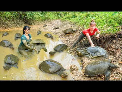 REWIND TIMELAPSE --760 Days Hand Catching Many Turtle, Catfish, Eels,.. At Mud Pond /Phương's Story
