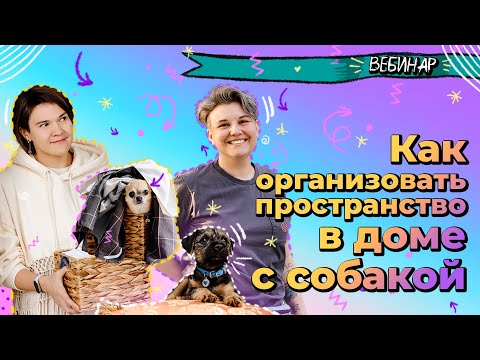 Вебинар "Как организовать пространство в доме с собакой"
