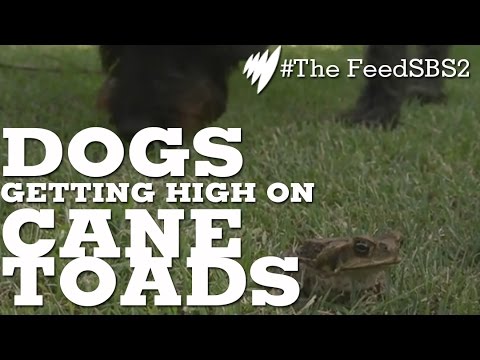 Dogs Licking Cane Toads