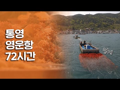 전국 멍게 생산량의 80%를 담당하는 멍게 수확의 일번지 '통영 영운항 72시간'｜[여행다큐] KBS 20200522