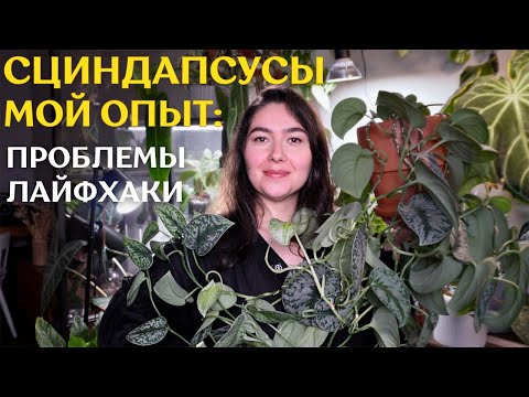 СЦИНДАПСУСЫ: СЛОЖНОСТИ, с которыми столкнулась |  ГРУНТ, полив, МОЙ УХОД и ОБЗОР спустя ПОЛТОРА ГОДА