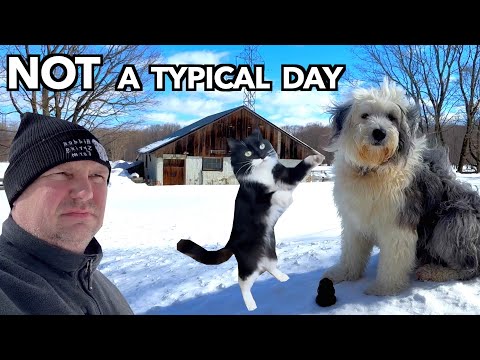 Never a Dull Moment on the Farm