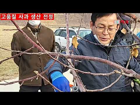 사과전정/일단 잘라라 과감하고 부드럽게 korea apple