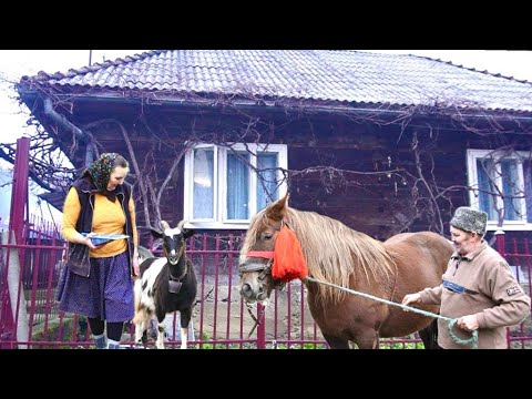 Raising animals far away from civilization in the Carpathian Mountains. Isolated Village.