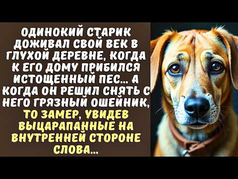 Одинокий СТАРИК приютил бездомного пса, а когда снял с него ошейник, чтобы помыть, то замер…