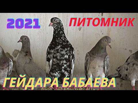 Питомник Бакинских голубей Гейдара Бабаева в Баку!