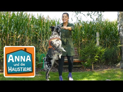 Australian Shepherd | Information für Kinder | Anna und die Haustiere