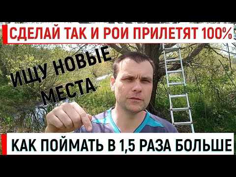 How to cath 1.5 times more swarms. Do so and the results is 100%. Finding new places.