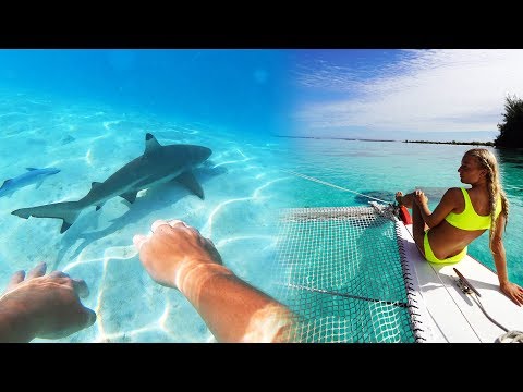 SWIMMING WITH SHARKS (Mo'orea Tahiti Vlog)