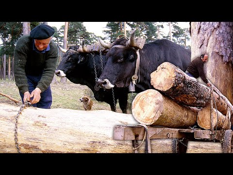 The carters and their hard life in the mountains. Taming of oxen for the transport of wood