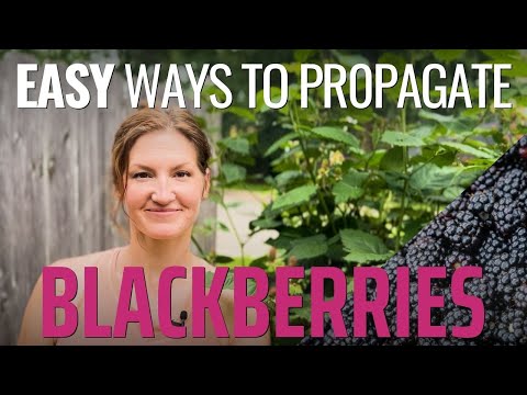 Turn One Blackberry Plant into Many! - Easy Ways to Propagate Blackberries