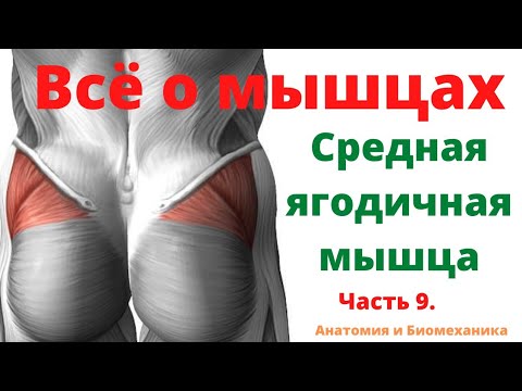 Всё о мышцах. Часть 9. Средняя ягодичная мышца.