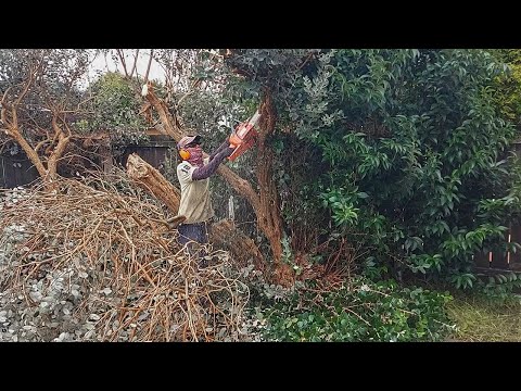 We Removed Everything to Create a NEW GARDEN | Renovation!