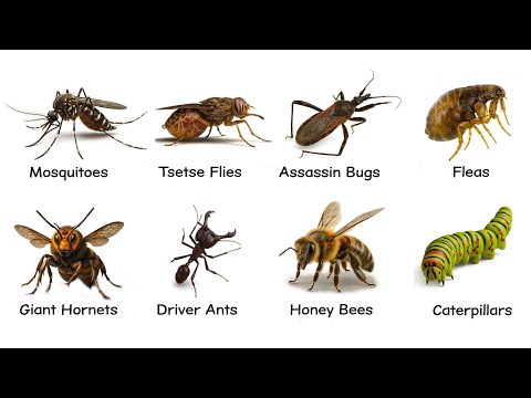 Every DEADLIEST Insects Explained in 13 Minutes