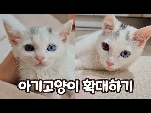 아기고양이 구조 후 4개월 | 룰루 성장기 몰아보기 | 냥줍부터 의자왕까지 😺