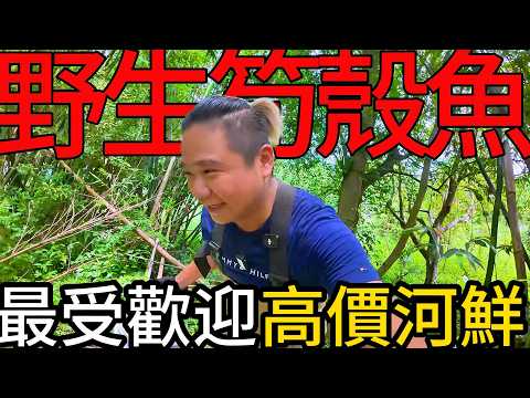 高價最受歡迎的外來入侵種丨活捉野溪野生人間美味!丨活鱉、筍殼魚、大頭鰱通通來~@打魚王翔哥