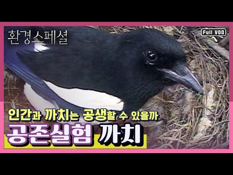 [환경스페셜] 공존실험 - 까치 | 인간과 까치는 공존할 수 있을까? | 환경스페셜 100회 특집 (KBS 011003 방송)