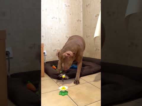 Funniest Cats and Dogs Videos 2025🐶🐱Try Not To Laugh #cat #funnycats #funnydogs #dog #funnyanimals