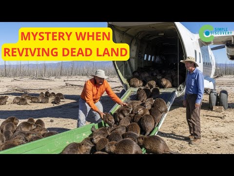 They Put Beavers On Dead Land With No Trees — What Happened Next Is Unreal | Documentary