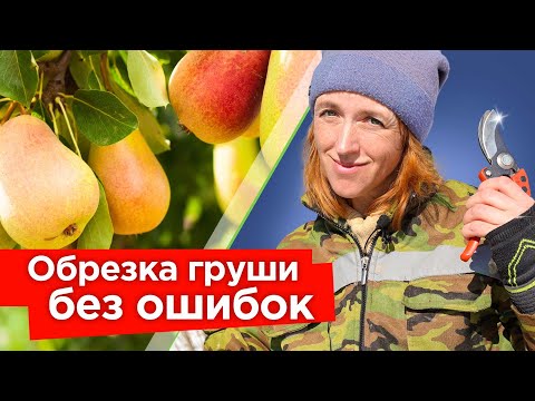 ОБРЕЗКА ГРУШИ ВЕСНОЙ: снижаем крону и увеличиваем урожайность! Простые приемы обрезки груши