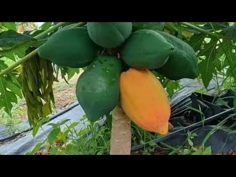 How to graft papayas or papayas so that they are dwarf and bear a lot of fruit