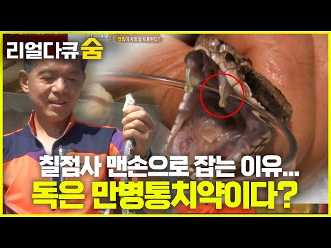 "도대체 왜?" 왜 4000마리의 뱀과 함께 살아야 할까요? 매일이 생존 게임! | 리얼다큐 숨