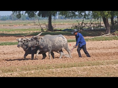 Farmer plowing by Buffalos 🇰🇭♥️