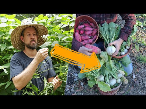 7 Easy Ways to Turn Weeds into Free Fertilizer (Complete Demonstration)