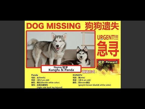 【心碎】狗狗真的不見了，這次真的不是玩笑...(Jeff & Inthira)