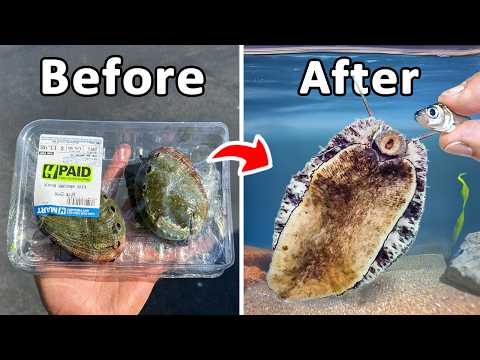 I Raised a Grocery Store Abalone as my Pet