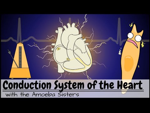 Conduction System of the Heart